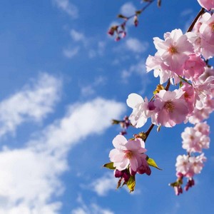 Sakura Sky [alpha]